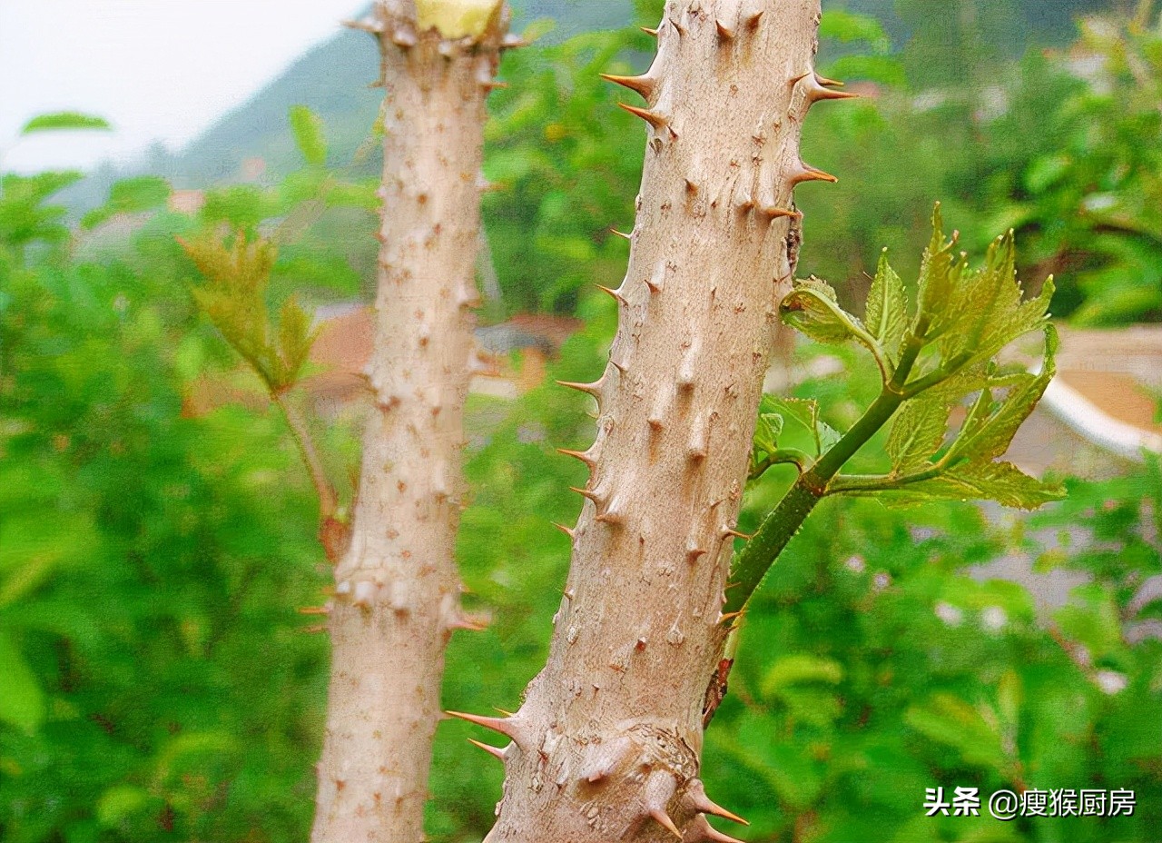 老虎刺价格(40种野菜图片大全) - 价格百科