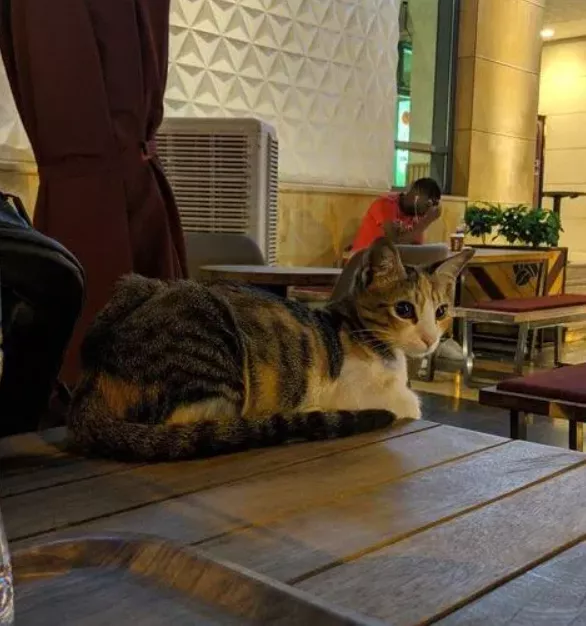 男子每次去咖啡店都會遇到一隻貓，有一天，貓咪堅持要和他回家