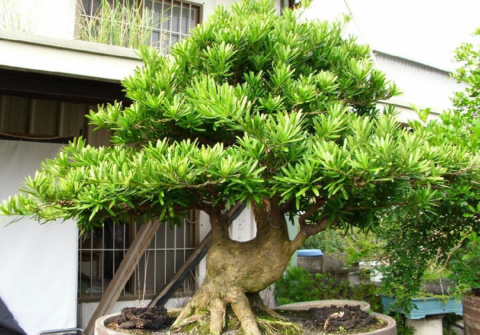 6种“吉祥树”，有地方建议种一棵，能吃能观赏，旺财镇宅样样行