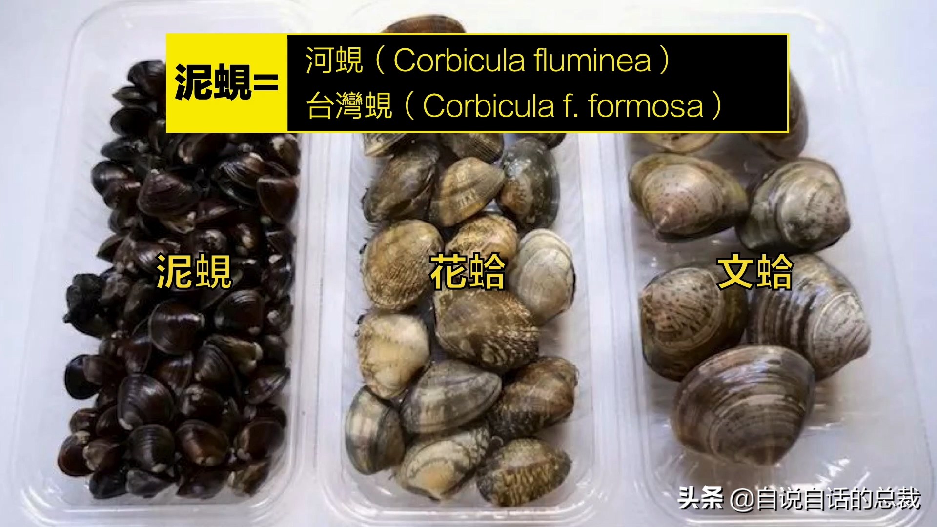 蛤、蚶、蛏、蚝、蚬有什么区别？这是一群美味海怪与人类的故事