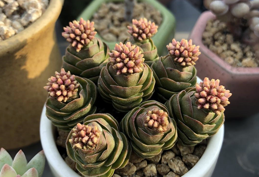 多肉植物青锁龙属,简介花椿、方塔、若歌诗、筒叶花月,看一看