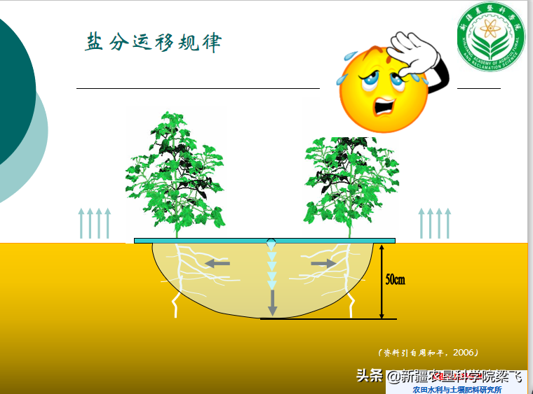 水肥一体化中到底应该将水肥施用在什么位置？根区为你提供答案