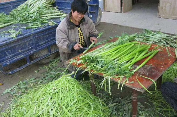 贡菜：常被认成莴笋，晒干后价值不菲，曾是贡品，如今成出口名蔬