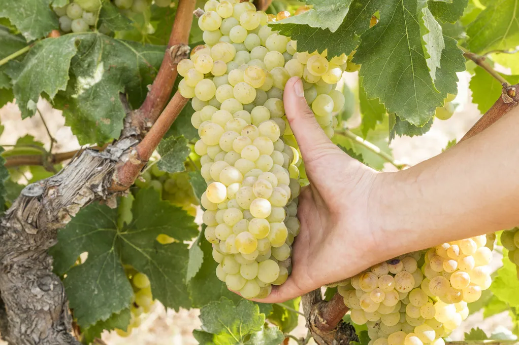 桃红产品亮相男士展，看维达斯如何用“反差性”方式推广？