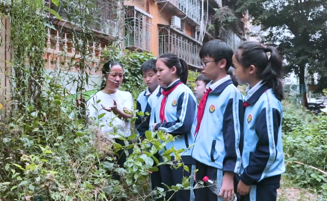 点赞！丰泽这所学校深耕细作，让中医药文化在校园中扎根绽放