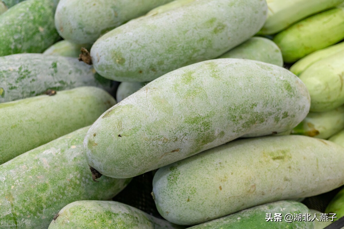 蔬菜有哪些瓜(100种瓜类大全图片和名字) - 浩迪网