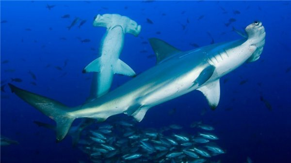 鲨鱼是胎生还是卵生，鲨鱼为什么不是鱼类？