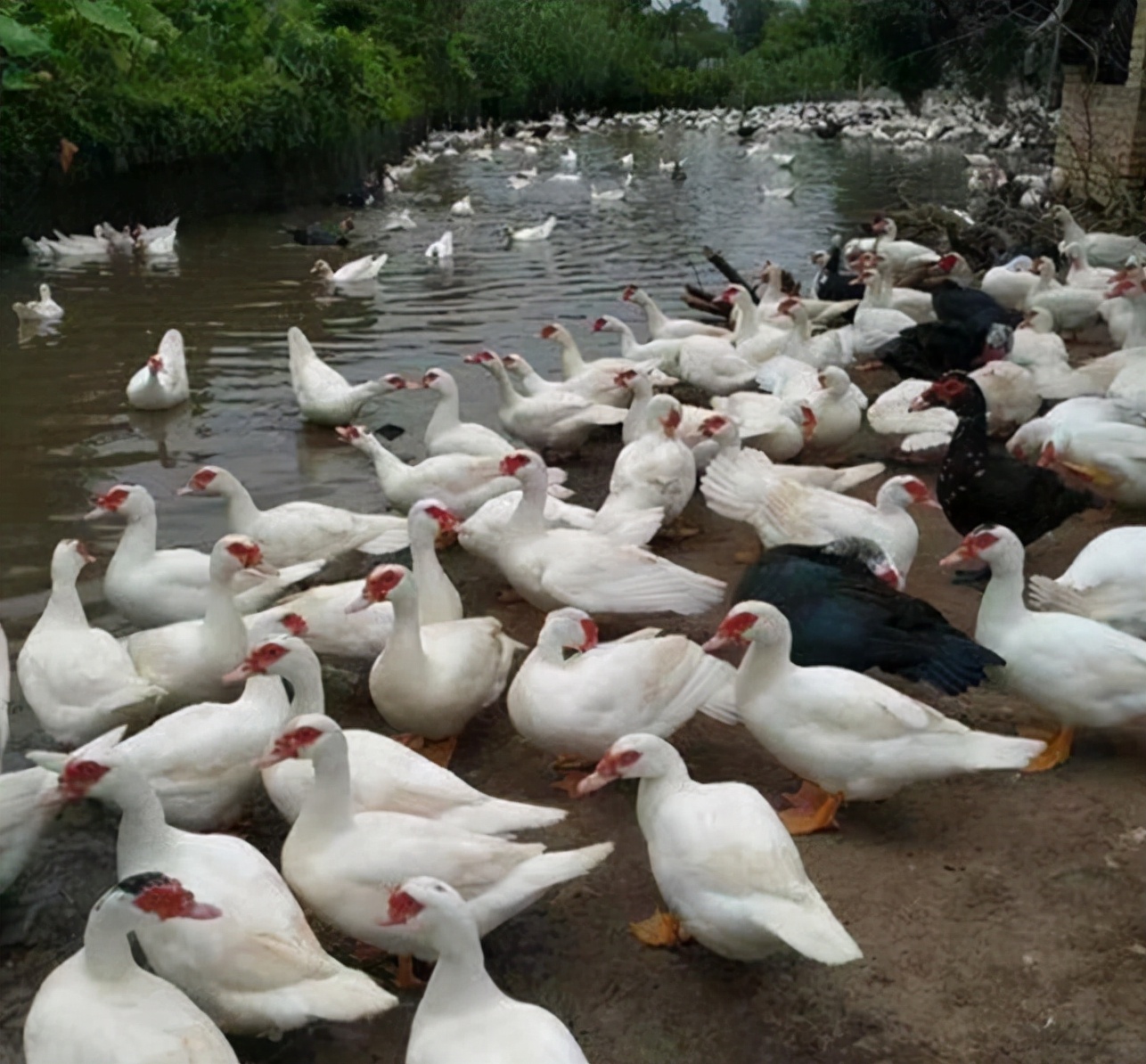 活鸭价格50元一只，烤鸭却只卖18元，加工后还便宜了？内幕已揭晓