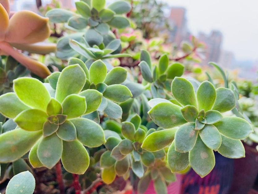 植物知识大问答!你对植物够了解吗?来测测看吧