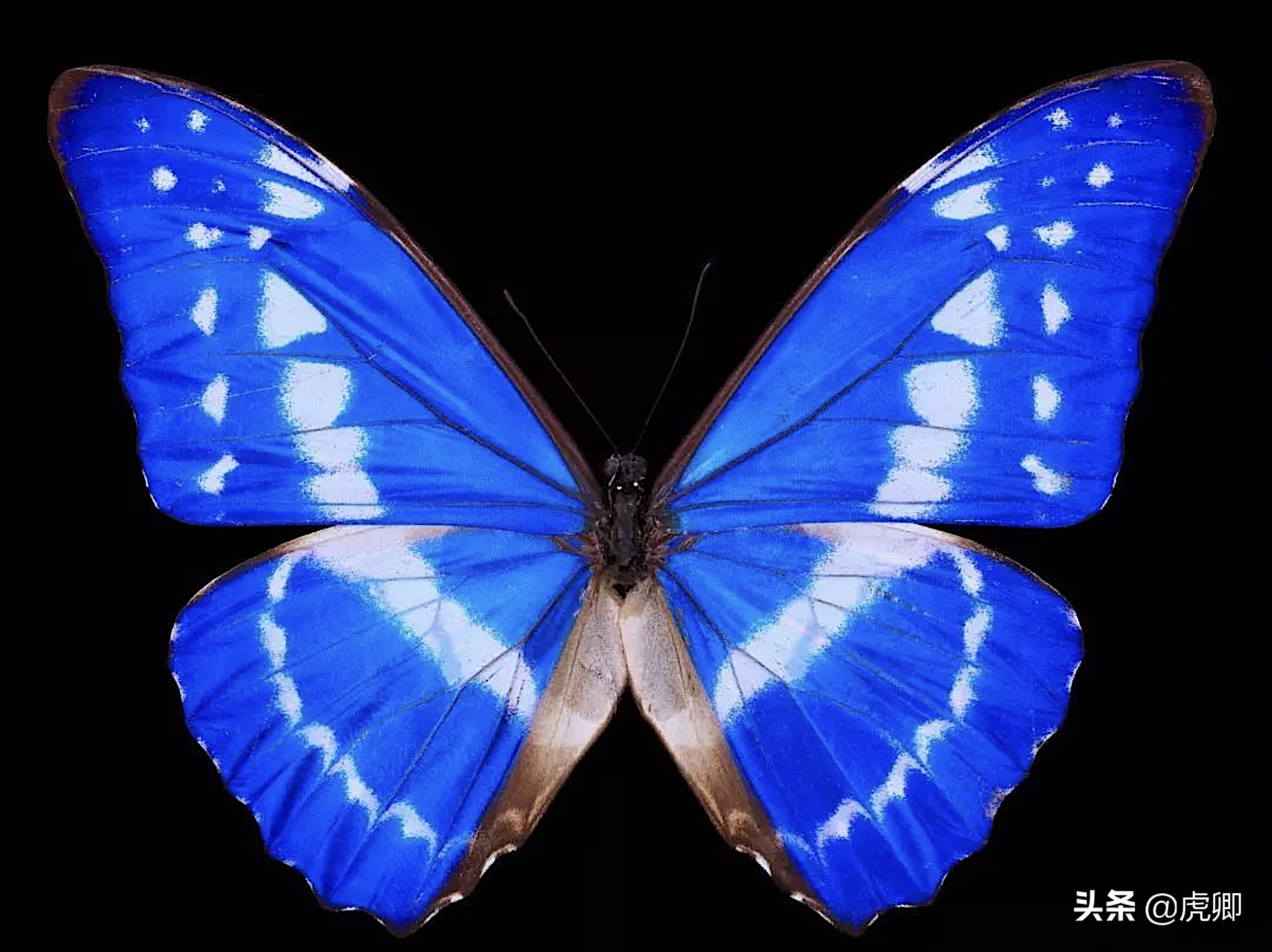 世界上最厉害的蝴蝶图片
