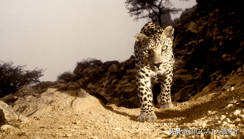地球上最小的豹：它是阿拉伯半岛上的王，总数却不足200只