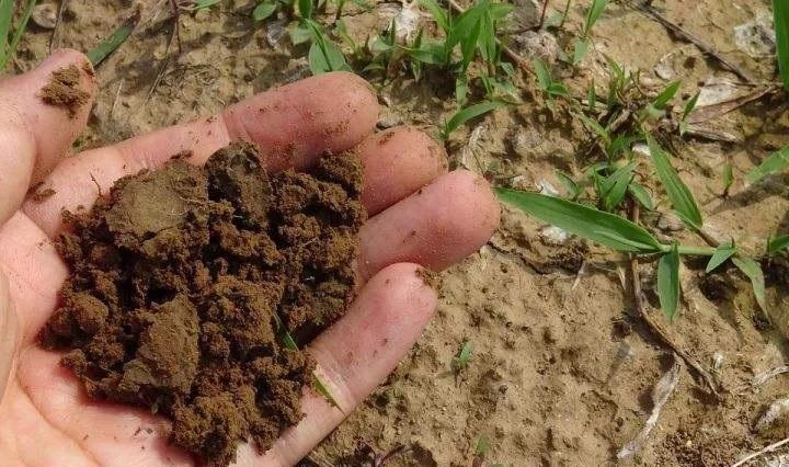碱性土养花太费劲，不如加点料变酸性土，养南方花终于不犯难了