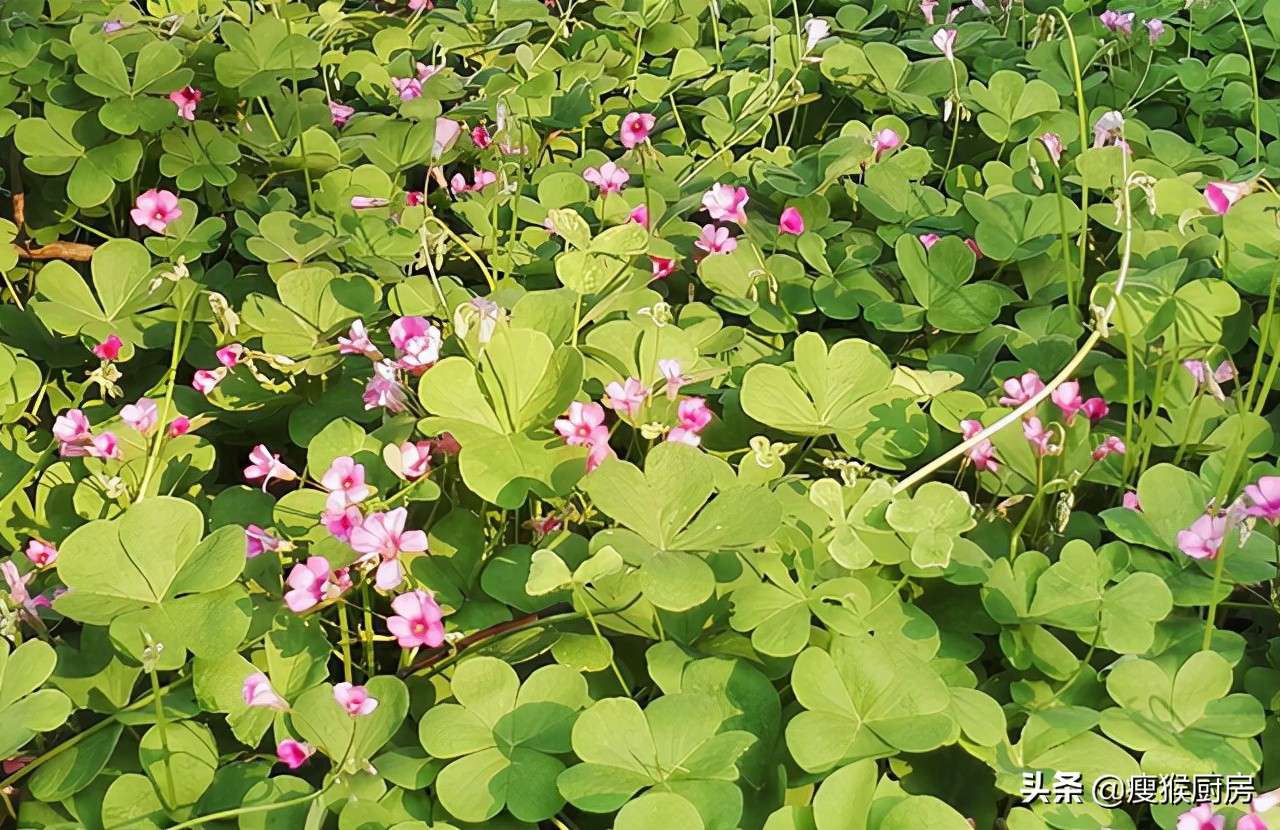 老虎刺價格(40種野菜圖片大全) - 價格百科