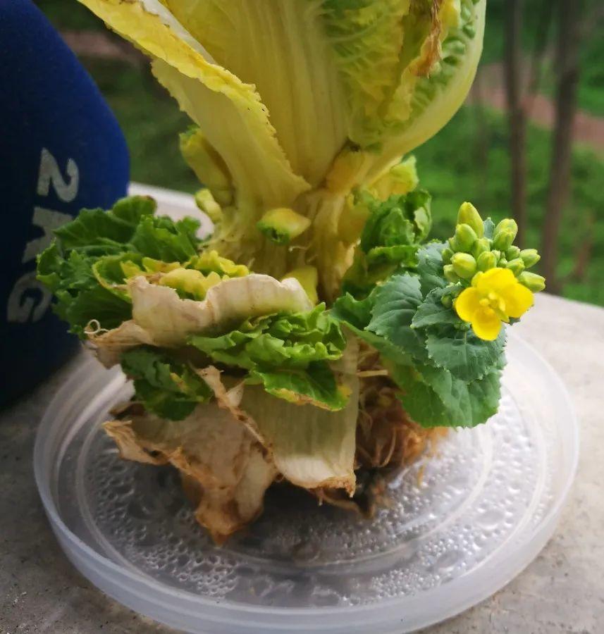 养不活的花,丢水里、干净卫生,3天冒新芽