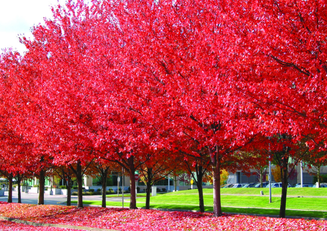 喜欢红叶花卉就选这4种,养在家里红火喜庆,让生活更红火