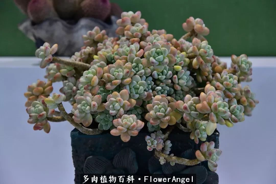 2018上海多肉展,我又双叒来了!