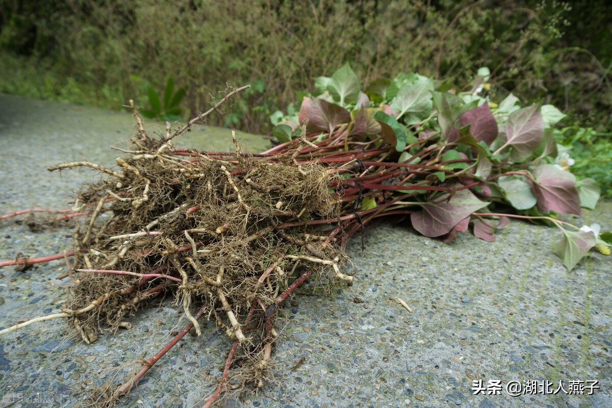 65种野菜图片大全，教你认识不同的野菜和吃法，你想要的野菜都有