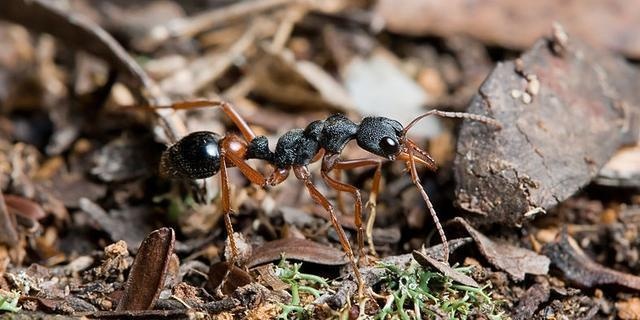 常见的蚂蚁图片集,蚂蚁虽小种类也不少