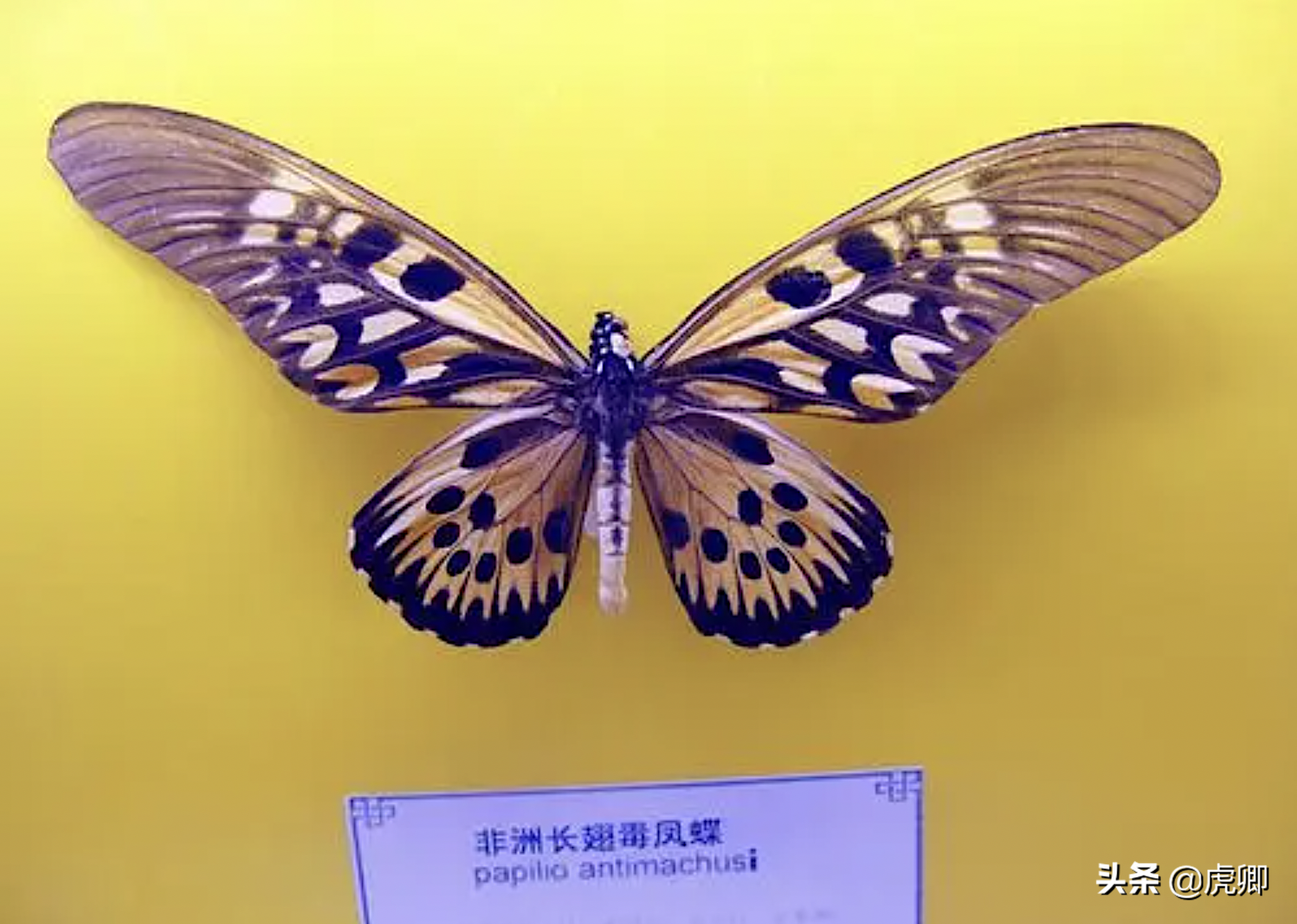 世界八大名蝶图片图片