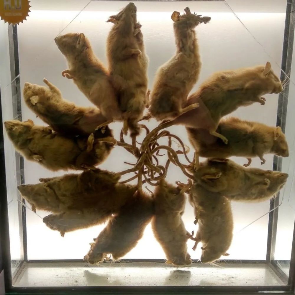欧洲“鼠王”恐怖传说！数只老鼠缠绕成轮，真的象征瘟疫的到来？