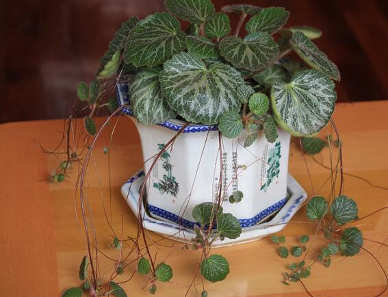 虎耳草盆景(虎耳草盆景放在家里可以吗) - 上海苗木信息网