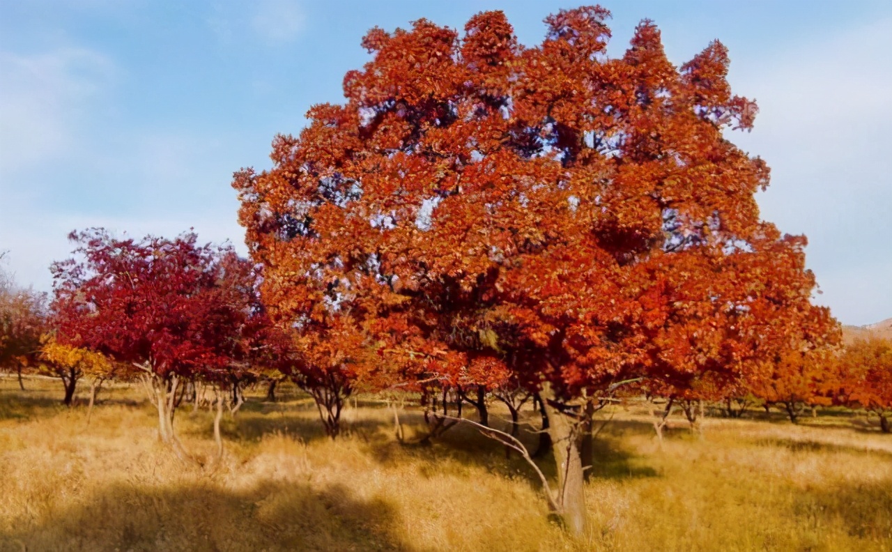 谁说北方无"贵树"?10大珍贵树种,买到苗就种,发展前景很好