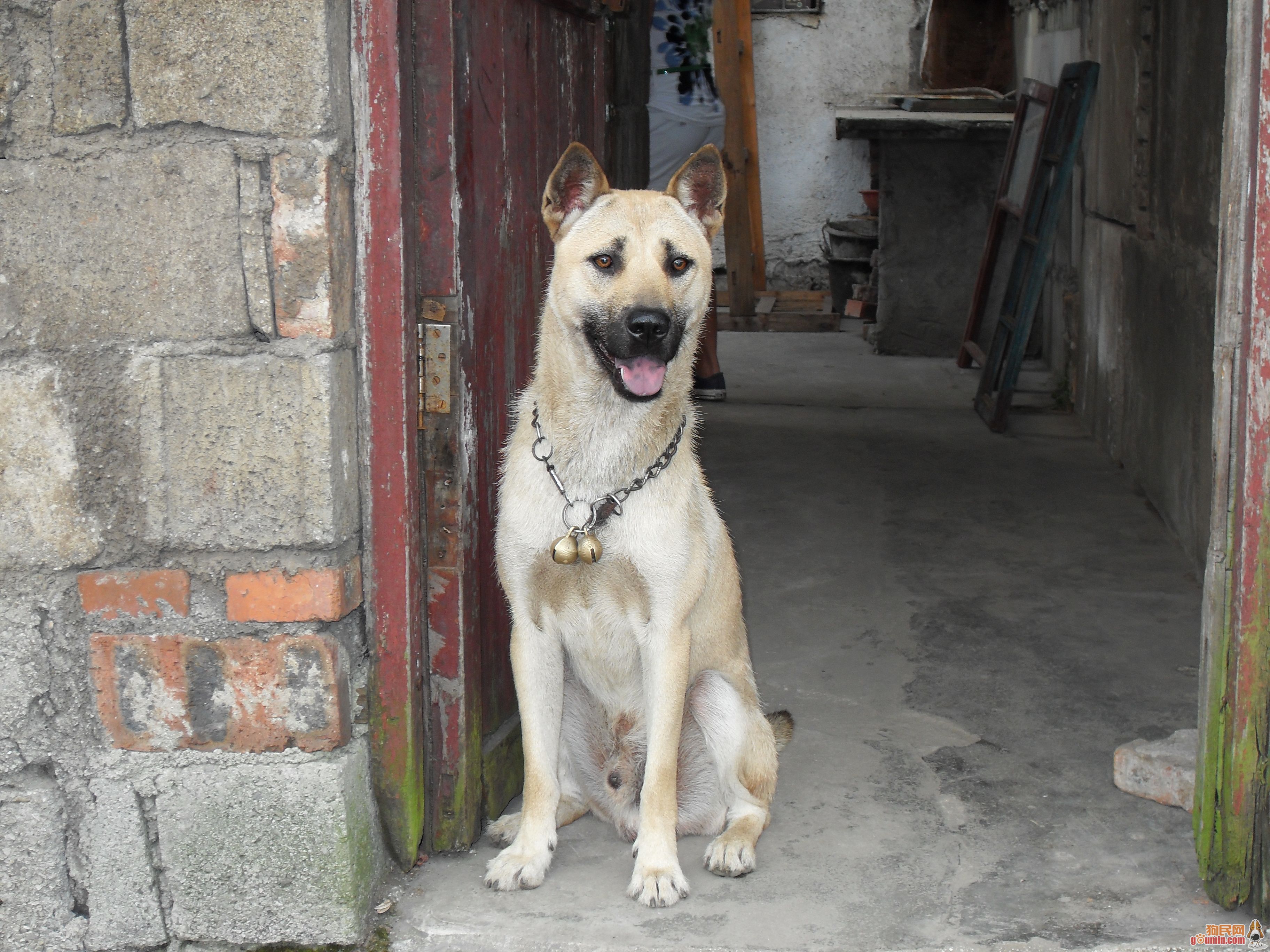 中華田園犬雖說是我國的