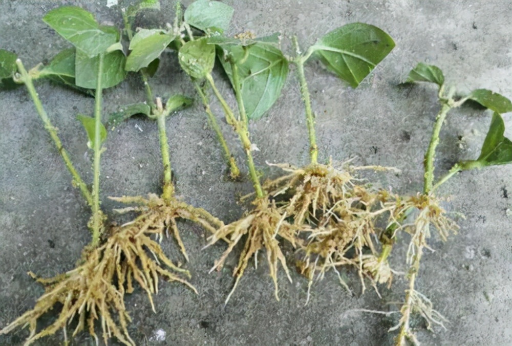 桂花的水培扦插,这样很快就能爆根