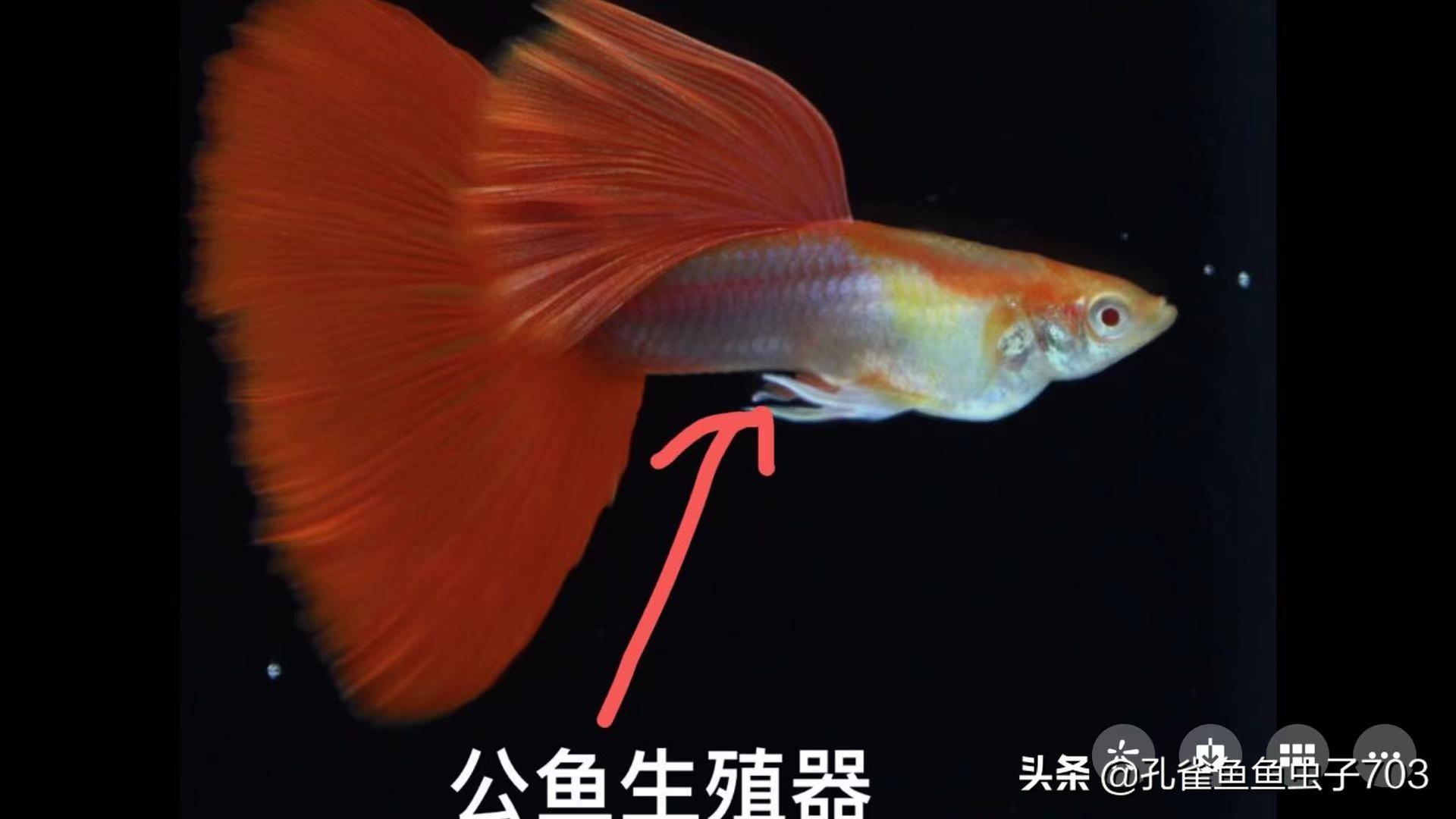 孔雀鱼多久繁殖一次时间规律及水温详解