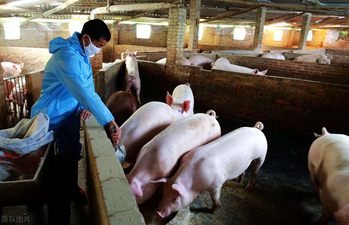 大涨、破9，住民抢肉，猪场挺价，屠企默认涨价，11月猪价要破10