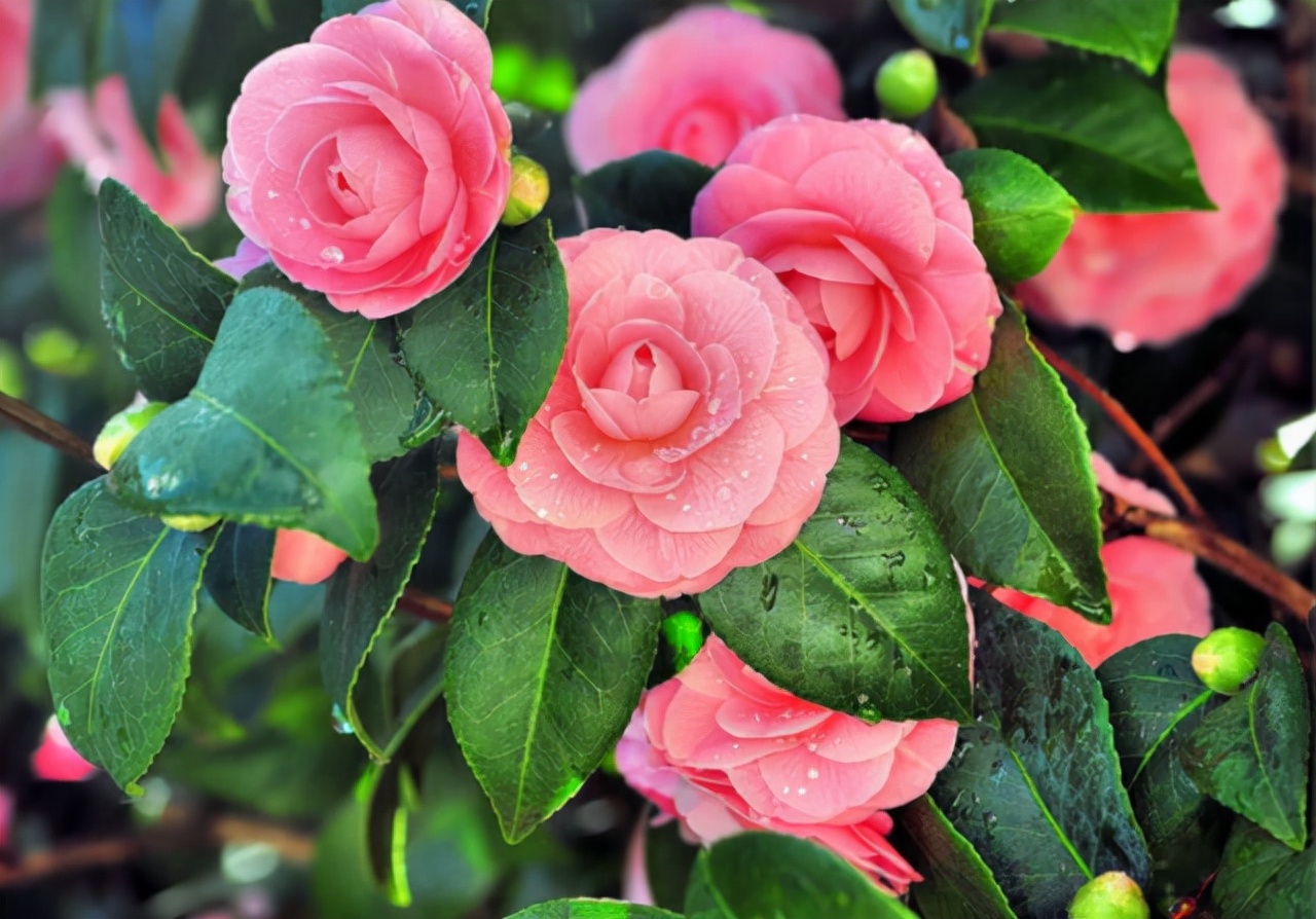 茶花长满花苞,要做好"1掐3足,花苞全部绽放,又大又整齐