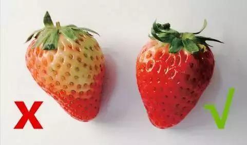 草莓季來了！廣州摘草莓指南出爐！快帶孩子走起