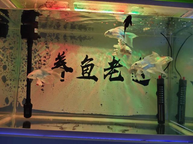 鱼缸过滤形式选择，应该注重实效，我们不管个人手工爱好的问题