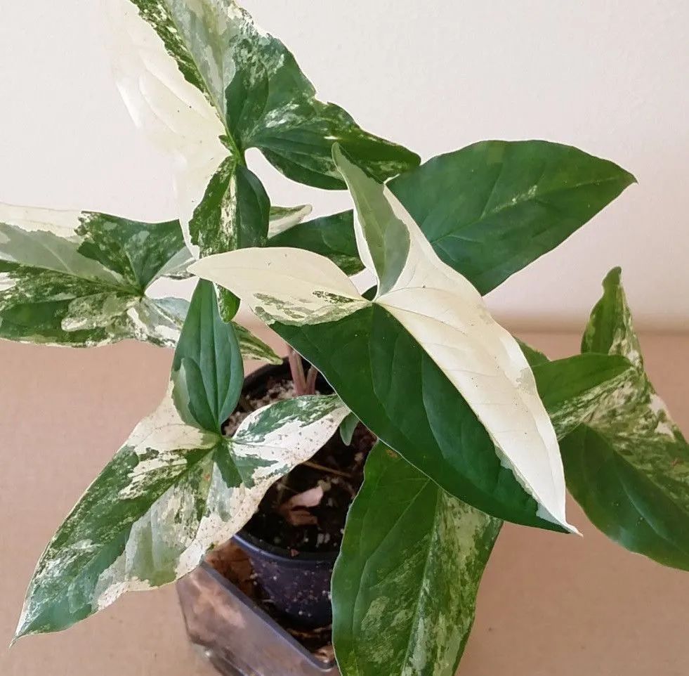 7种叶子特别有质感的室内观叶植物,叶脉凹陷,大多是网红植物