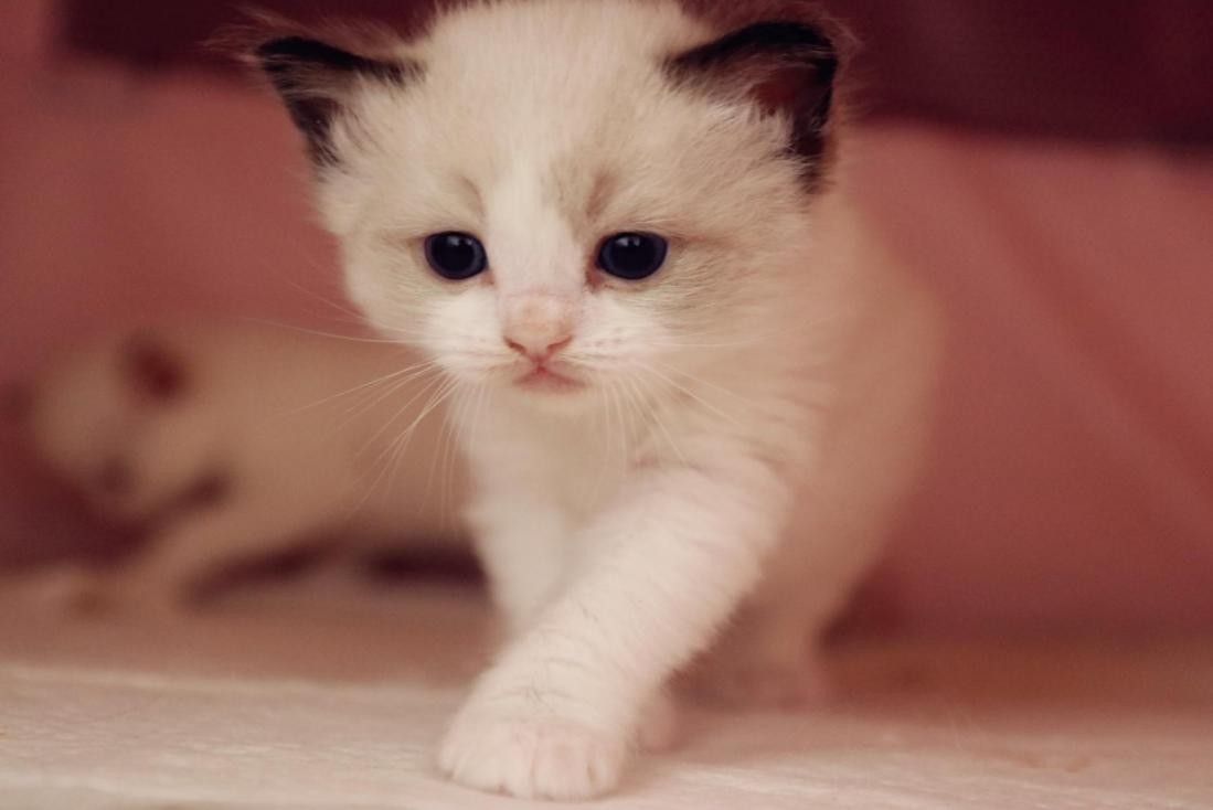 小猫能吃面包吗，猫的生活习性和外貌特点