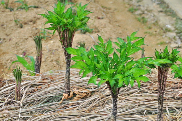 十个高收益种植项目，想赚钱的别错过，建议收藏