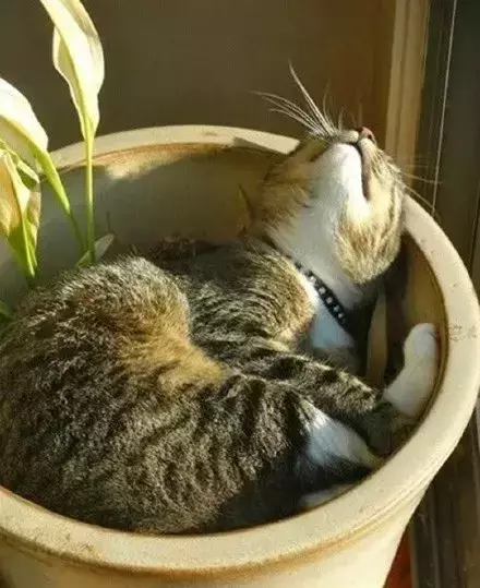 网友哭了:抓破沙发、抓坏窗帘,猫咪为什么那么喜欢到处磨爪子?