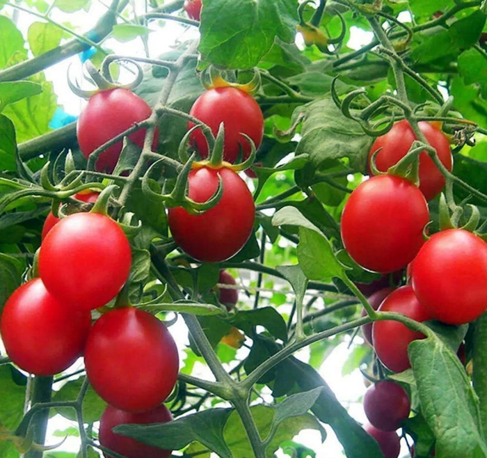 小西红柿柿子盆栽怎么养详细介绍精心整理