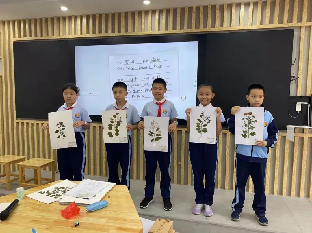 点赞！丰泽这所学校深耕细作，让中医药文化在校园中扎根绽放