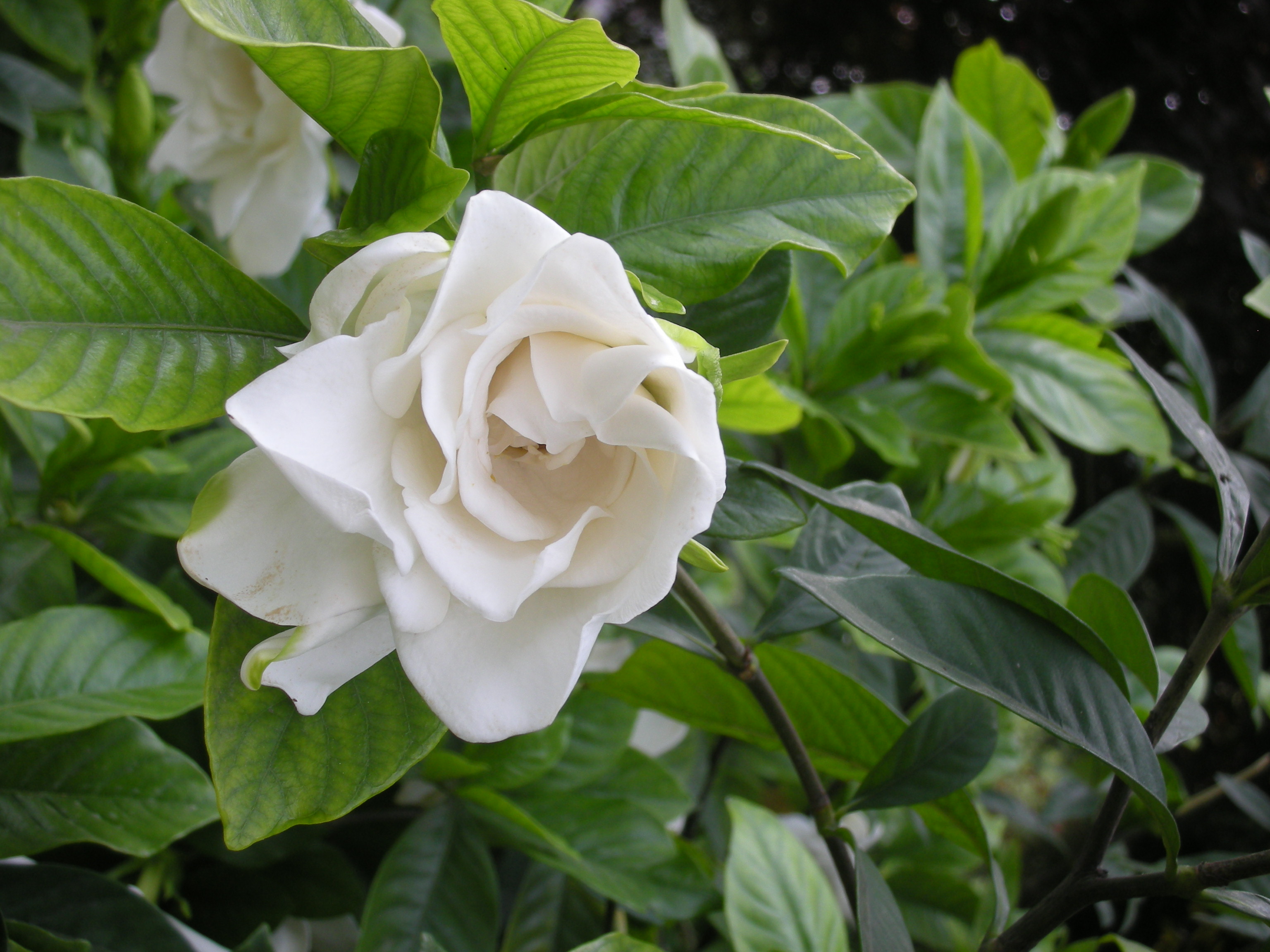 栀子花日常怎么养不容易死记得收藏