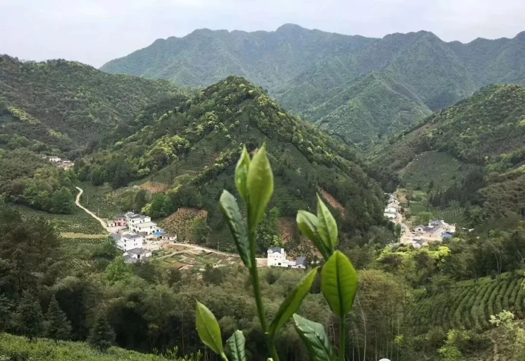 细说绿茶中的最魁梧的茶，太平猴魁