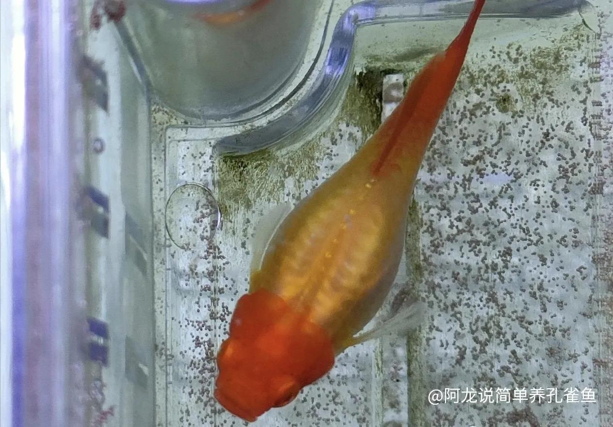 孔雀魚生小魚前兆圖解怎麼看出孔雀魚懷孕了