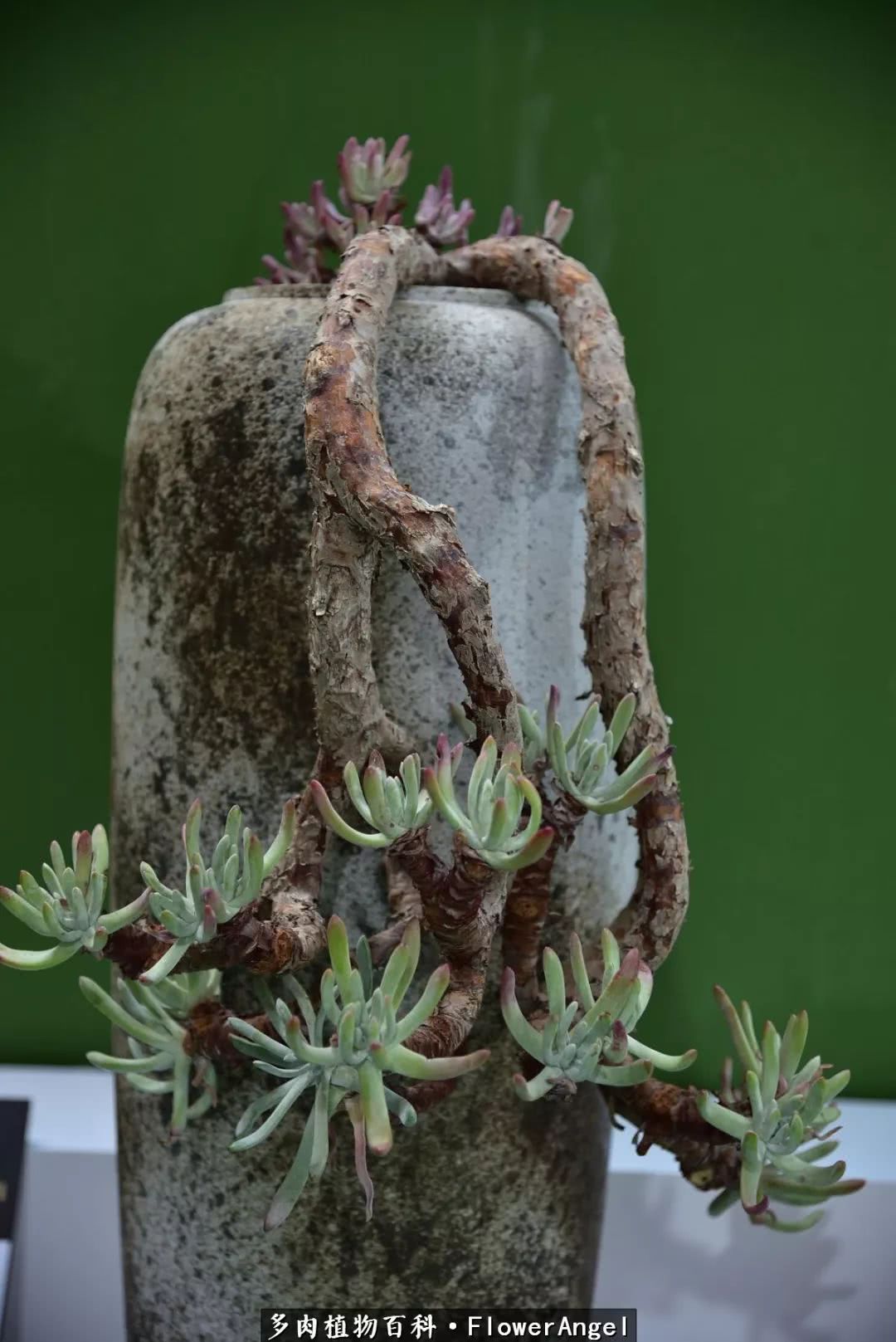 2018上海多肉展,我又双叒来了!