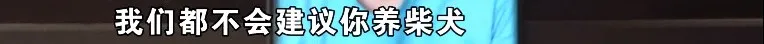 “柯基”头皮被撕咬,遛狗也要讲方法