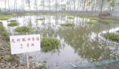 “蝦多少，看水草”舒新亞：淺析小龍蝦養(yǎng)殖中的水生植物及其作用