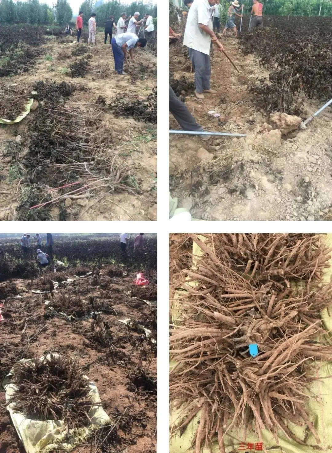 芍药花什么时候开花（芍药种植方法和时间）