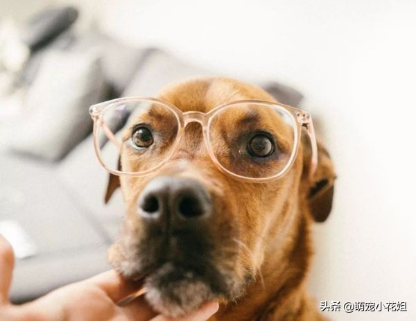 犬青光眼致盲率最高的眼科病，该如何治疗？最终都会失明吗？