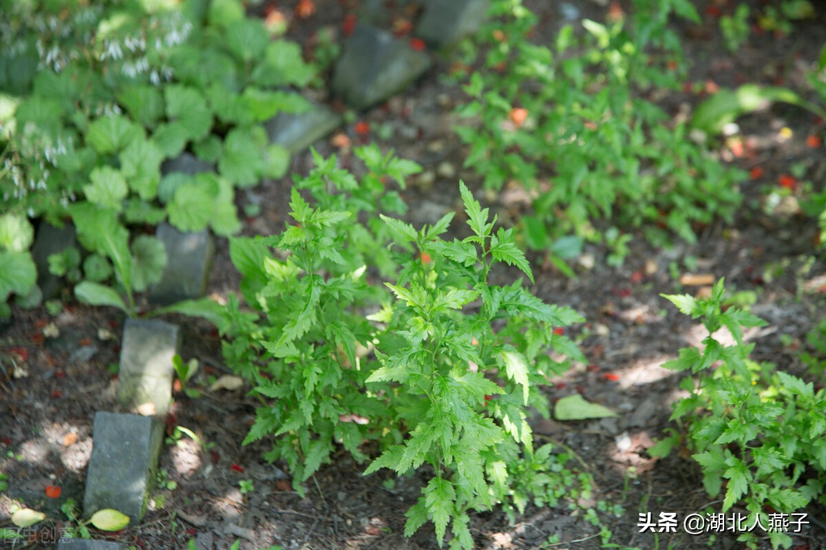 65种野菜图片大全，教你认识不同的野菜和吃法，你想要的野菜都有