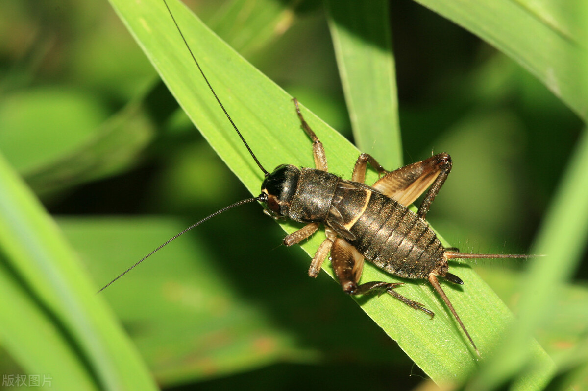 蛐蛐喜欢吃什么食物?人工饲养饲喂什么饲料?