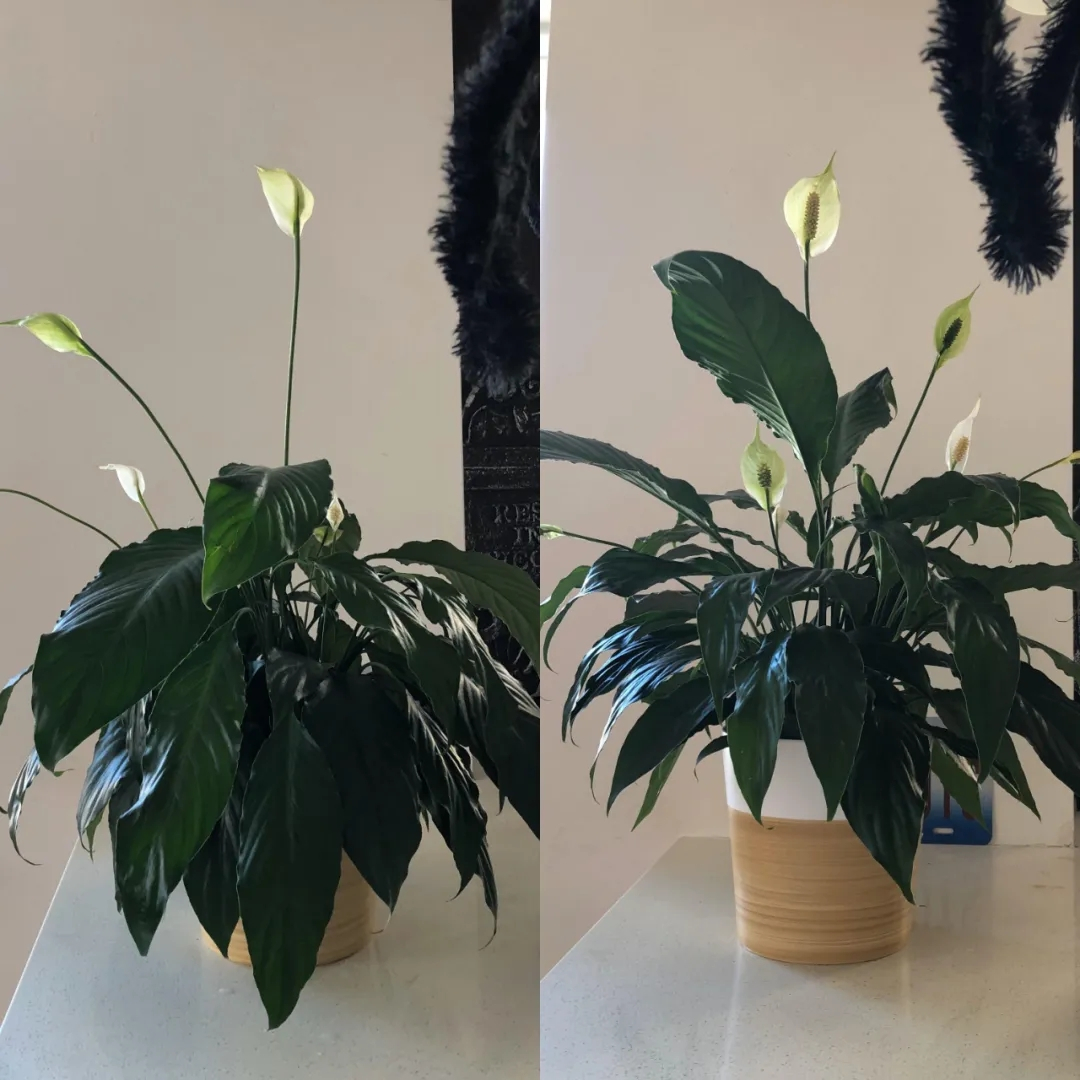 盆土叶黄的几种情况,了解原因和解决方案,不要胡乱浇水施肥